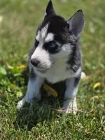 Black and white Female 2, a female Siberian Husky for sale in Avon, IL – 4 of 5