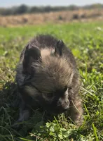 Charcoal Male Pomeranian , a male Pomeranian for sale in Avon, IL – 2 of 4