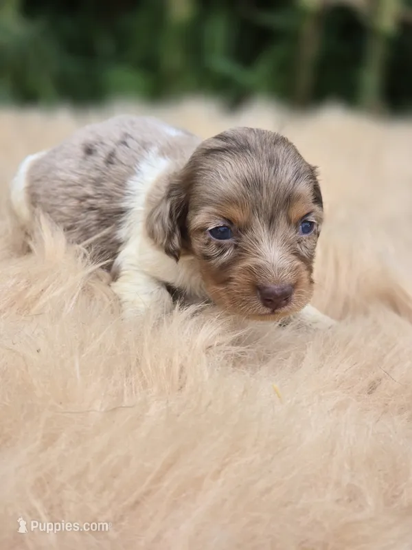 Chocolate Longhaired Dapple Female  – Miniature Dachshund puppy for sale in Avon, IL