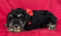 Male schnauzer 2, a male Miniature Schnauzer for sale in Avon, IL – 2 of 2