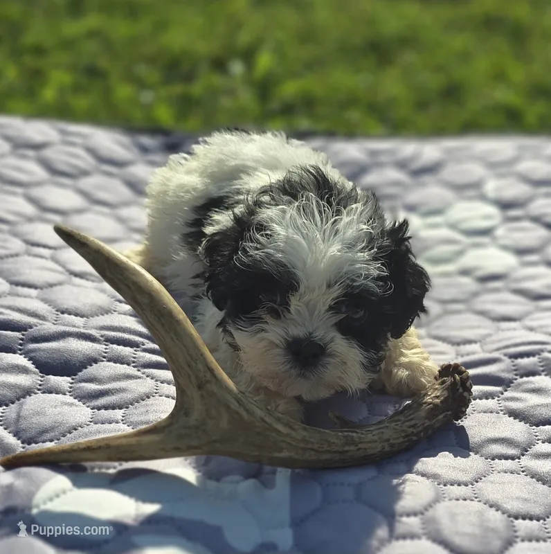 Teddy Bear Male 2, a male Bichon Frise and Shih Tzu for sale in Avon, IL – 1 of 4