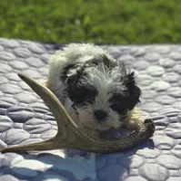 Teddy Bear Male 2, a male Bichon Frise and Shih Tzu for sale in Avon, IL – 1 of 4