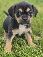 Puggle Female , a female Puggle for sale in Avon, IL – 5 of 6