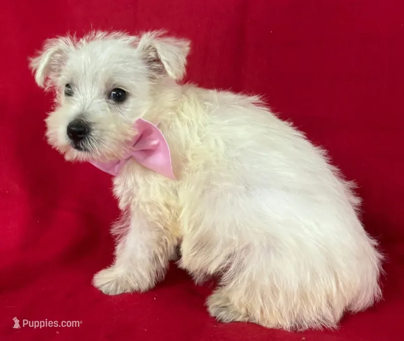 Female Westie  – West Highland White Terrier puppy for sale in Avon, IL