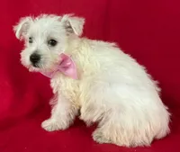 Female Westie , a female West Highland White Terrier for sale in Avon, IL – 1 of 2