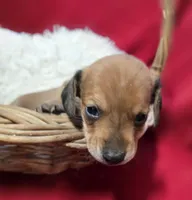 Dani, a female Miniature Dachshund for sale in Avon, IL – Photo 4 of 6