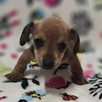 Dani, a female Miniature Dachshund for sale in Avon, IL – Photo 1 of 6