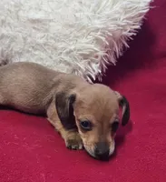 Dani, a female Miniature Dachshund for sale in Avon, IL – Photo 3 of 6