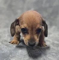 Dani, a female Miniature Dachshund for sale in Avon, IL – Photo 5 of 6