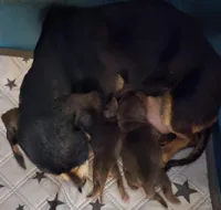 Dani, a female Miniature Dachshund for sale in Avon, IL – Photo 6 of 6