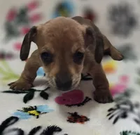 Dani, a female Miniature Dachshund for sale in Avon, IL – Photo 2 of 6