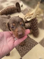 Male 2 Dapple Miniature Dachshund , a male Miniature Dachshund for sale in Avon, IL – 5 of 6