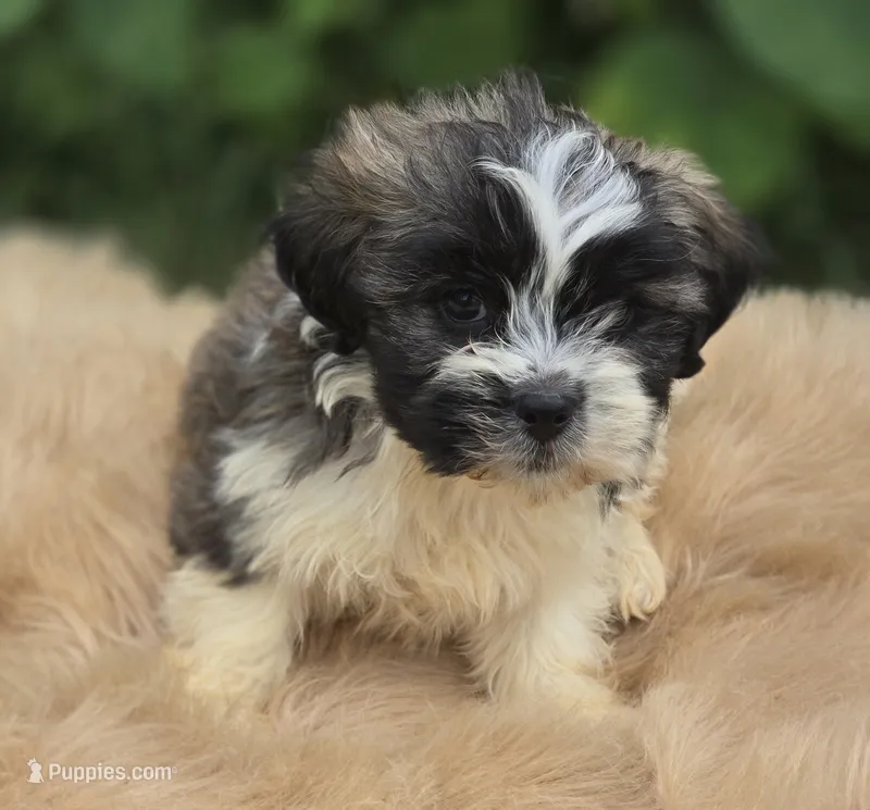 Teddy Bear Male 2 – Bichon Frise, Shih Tzu puppy for sale in Avon, IL