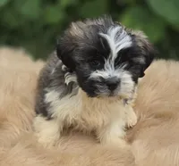 Teddy Bear Male 2, a male Bichon Frise and Shih Tzu for sale in Avon, IL – 1 of 4