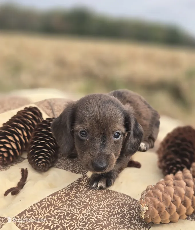 Chocolate Female Dapple Miniature Dachshund  – Miniature Dachshund puppy for sale in Avon, IL