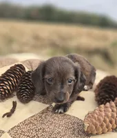 Chocolate Female Dapple Miniature Dachshund , a female Miniature Dachshund for sale in Avon, IL – 1 of 5