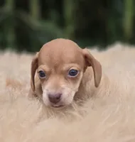 Miniature Dachshund Female 2, a female Miniature Dachshund for sale in Avon, IL – 5 of 5