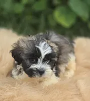 Teddy Bear Male 2, a male Bichon Frise and Shih Tzu for sale in Avon, IL – 2 of 4