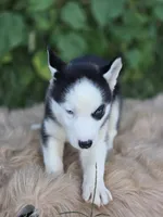 Siberian Husky Male 2, a male Siberian Husky for sale in Avon, IL – 5 of 5