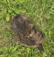 Male Cairn Terrier 1, a male Cairn Terrier for sale in Avon, IL – 3 of 4