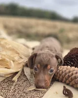Male 2 Dapple Miniature Dachshund , a male Miniature Dachshund for sale in Avon, IL – 4 of 6