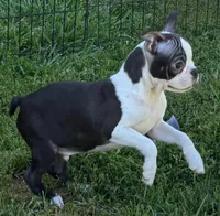 Black male Boston Terrier , a male Boston Terrier for sale in Avon, IL – 2 of 6