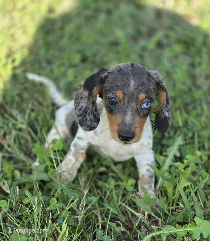 Longhaired Dapple Piebald Female  – Miniature Dachshund puppy for sale in Avon, IL