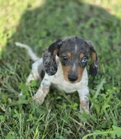 Dapple Piebald Female , a female Miniature Dachshund for sale in Avon, IL – 1 of 7