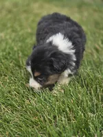 Mini Aussie  Male 2, a male Miniature Australian Shepherd for sale in Avon, IL – 3 of 5