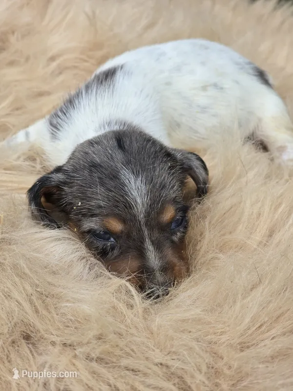 Longhaired Dapple Piebald Female  – Miniature Dachshund puppy for sale in Avon, IL