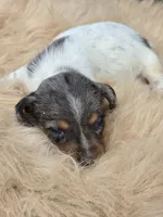 Longhaired Dapple Piebald Female , a female Miniature Dachshund for sale in Avon, IL – 1 of 3
