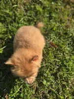 Male Pomeranian , a male Pomeranian for sale in Avon, IL – 4 of 4
