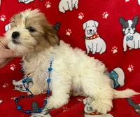 Sweet Teddy Bear Male , a male Bichon Frise and Shih Tzu for sale in Avon, IL – Photo 3 of 3