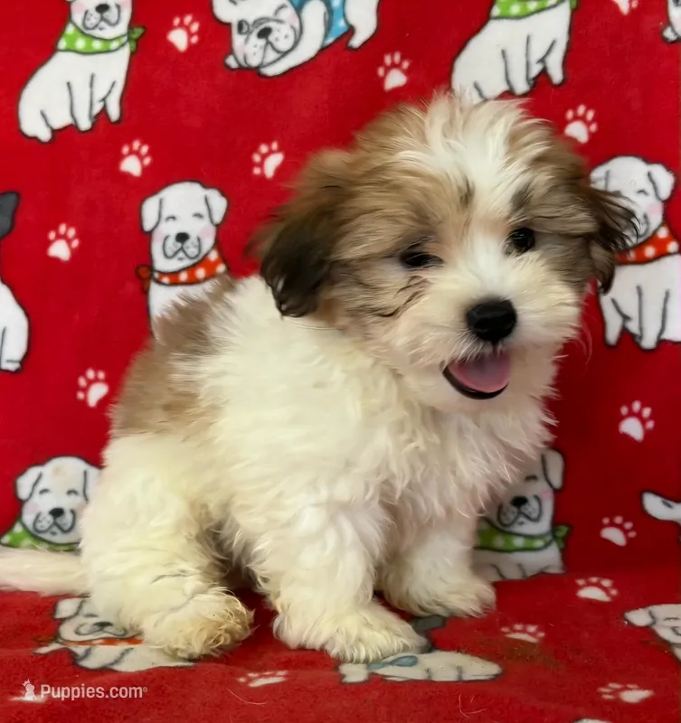 Sweet Teddy Bear Male  – Bichon Frise, Shih Tzu puppy for sale in Avon, IL