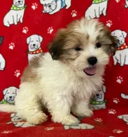 Sweet Teddy Bear Male , a male Bichon Frise and Shih Tzu for sale in Avon, IL – Photo 1 of 3