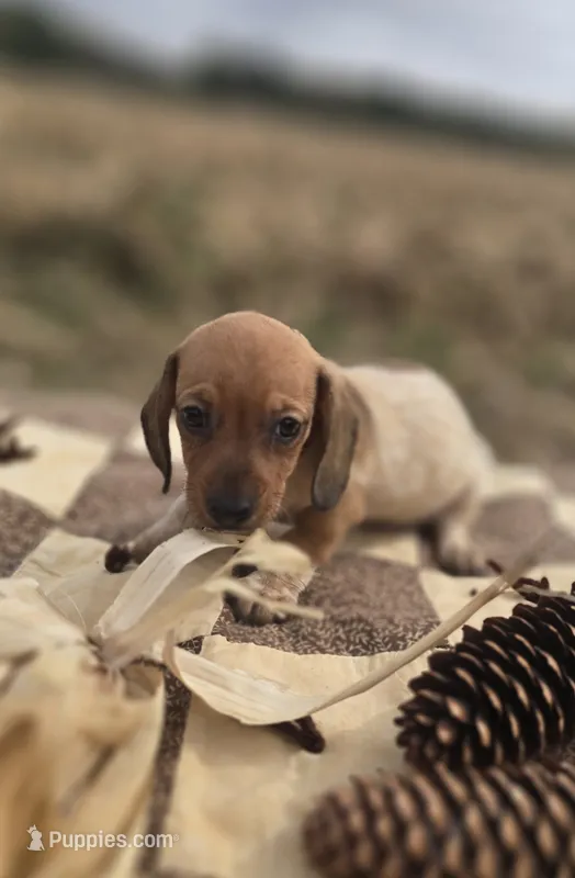 Male 2 Miniature Dachshund  – Miniature Dachshund puppy for sale in Avon, IL