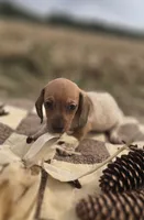Male 2 Miniature Dachshund , a male Miniature Dachshund for sale in Avon, IL – 1 of 5