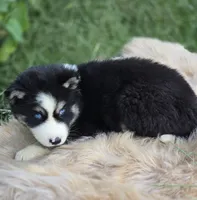 Siberian Husky Male 1, a male Siberian Husky for sale in Avon, IL – 4 of 4