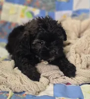 Black Brindle Female Shihpoo , a female Shihpoo for sale in Avon, IL – 2 of 5