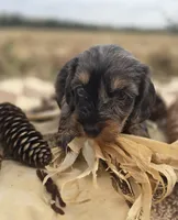 Longhaired Male Dapple Miniature Dachshund , a male Miniature Dachshund for sale in Avon, IL – 2 of 5
