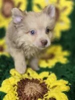 Chocolate Merle Male with Blue Eyes , a male Pomeranian for sale in Avon, IL – 3 of 6