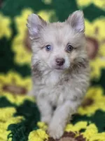 Chocolate Merle Male with Blue Eyes , a male Pomeranian for sale in Avon, IL – 1 of 6