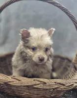 Chocolate Merle Male with Blue Eyes , a male Pomeranian for sale in Avon, IL – Photo 3 of 5