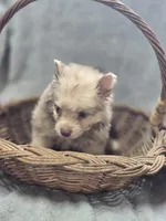 Chocolate Merle Male with Blue Eyes , a male Pomeranian for sale in Avon, IL – Photo 4 of 5