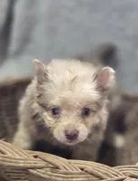 Chocolate Merle Male with Blue Eyes , a male Pomeranian for sale in Avon, IL – Photo 2 of 5