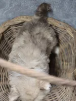 Chocolate Merle Male with Blue Eyes , a male Pomeranian for sale in Avon, IL – Photo 5 of 5