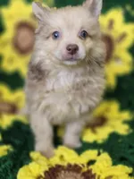 Chocolate Merle Male with Blue Eyes , a male Pomeranian for sale in Avon, IL – 2 of 6