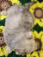 Chocolate Merle Male with Blue Eyes , a male Pomeranian for sale in Avon, IL – 4 of 6