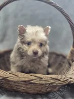 Chocolate Merle Male with Blue Eyes , a male Pomeranian for sale in Avon, IL – Photo 1 of 5