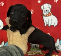 Black Female Miniature Dachshund , a female Miniature Dachshund for sale in Avon, IL – Photo 2 of 2